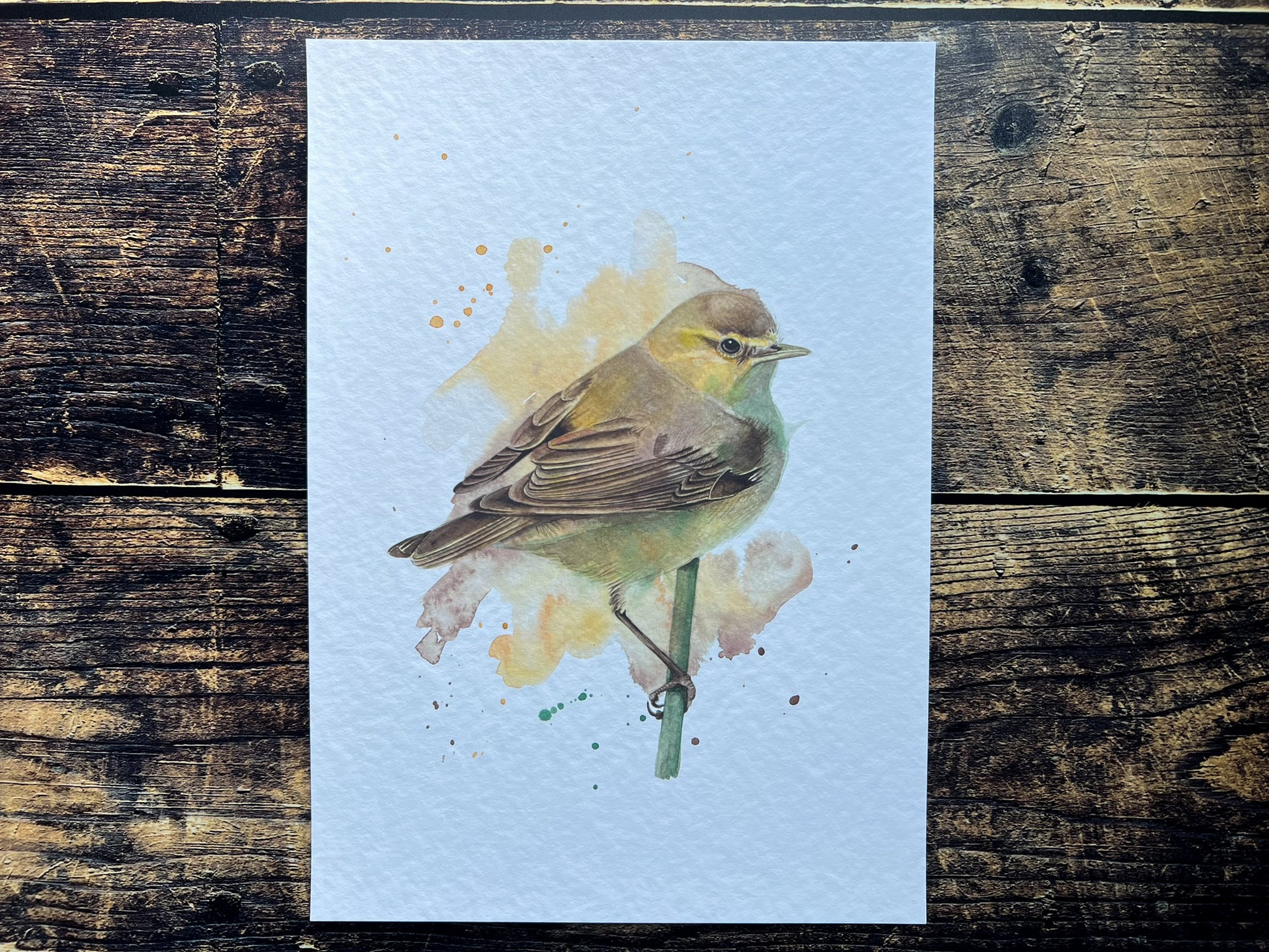 An A4 print of a chiffchaff on textured archival paper.