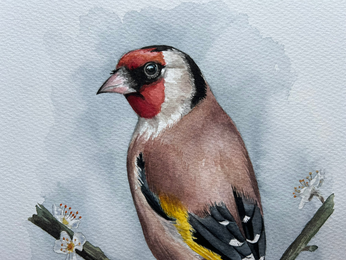 Goldfinch on blossoming branch watercolour painting