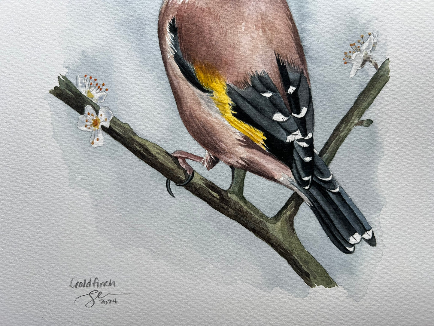 Goldfinch on blossoming branch watercolour painting