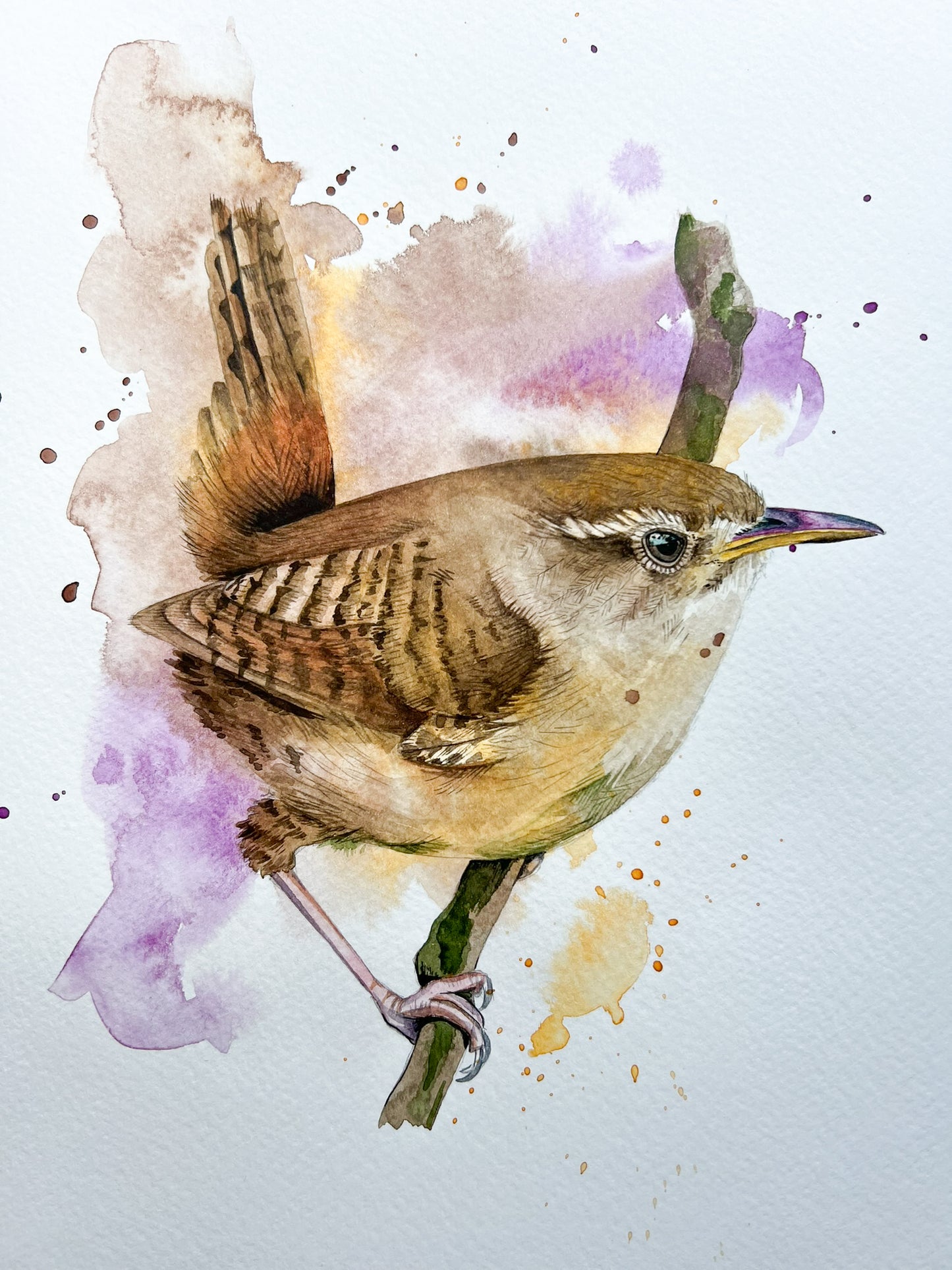 An A4 original watercolour painting of a wren on 300gsm watercolour paper.