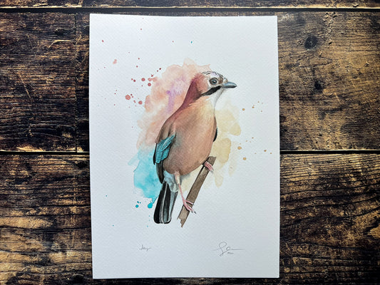 An A4 original watercolour painting of a jay on 300gsm watercolour paper.