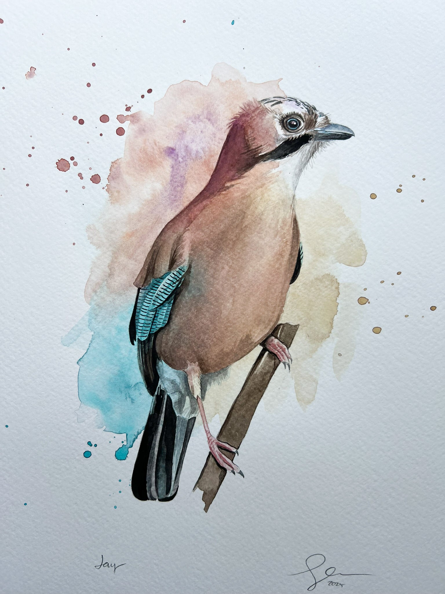 An A4 original watercolour painting of a jay on 300gsm watercolour paper.