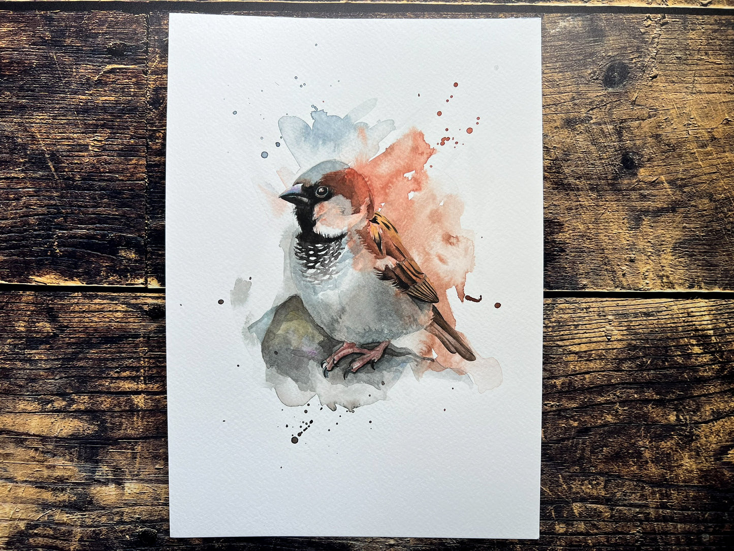 An A4 original watercolour painting of a house sparrow on 300gsm watercolour paper.