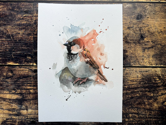 An A4 original watercolour painting of a house sparrow on 300gsm watercolour paper.