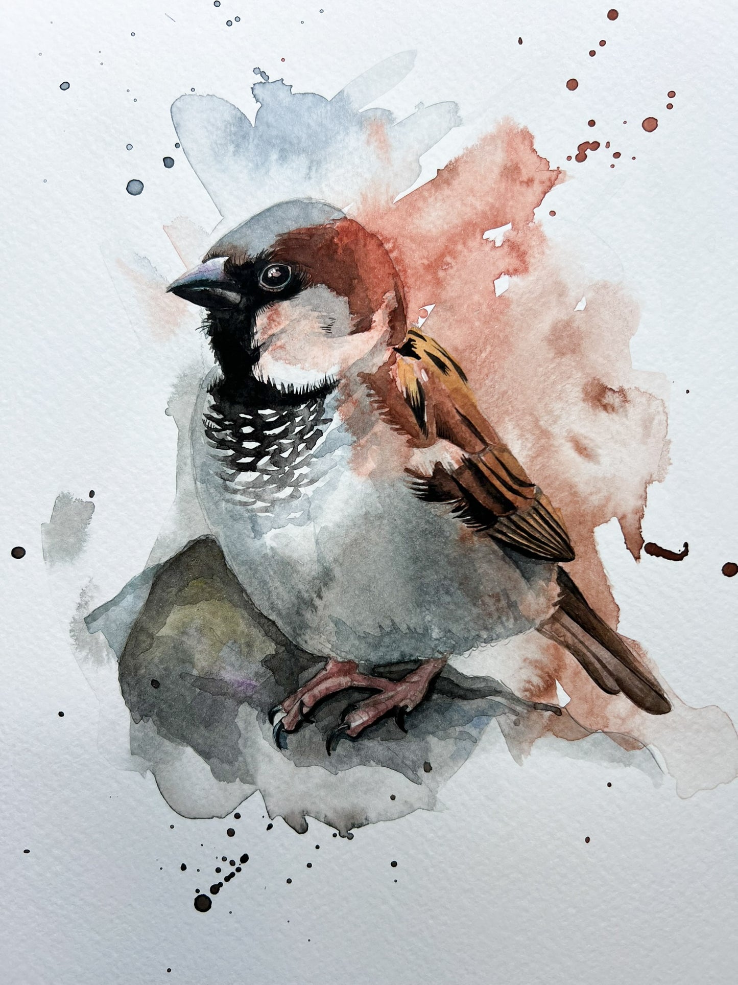 An A4 original watercolour painting of a house sparrow on 300gsm watercolour paper.