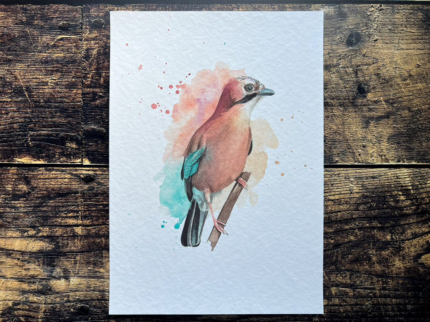 An A4 print of a jay on textured archival paper.