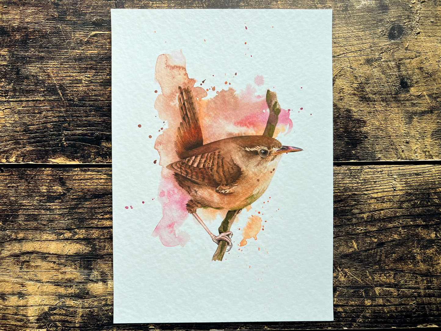 An A4 print of a wren on textured archival paper.