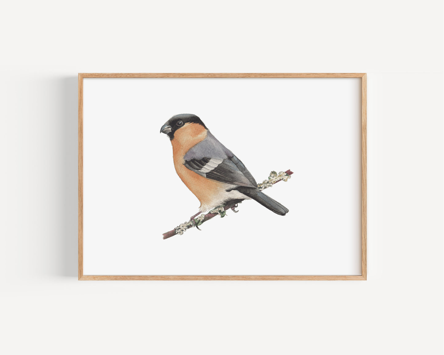 Bullfinch A4 art print