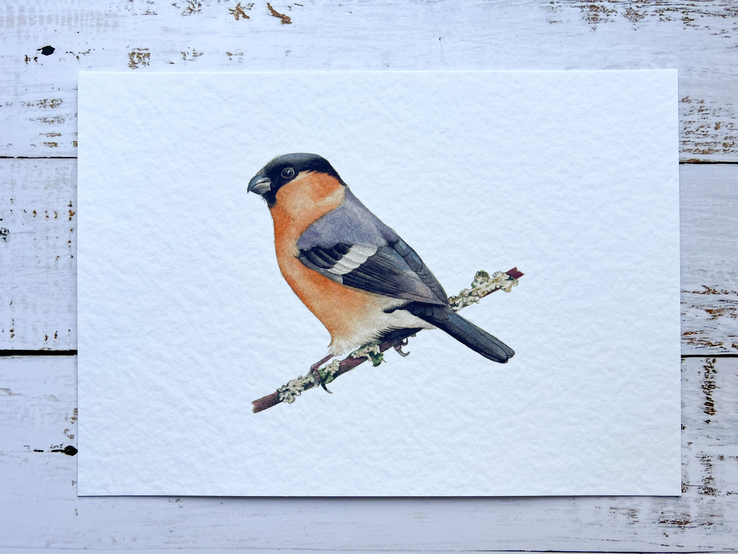 Bullfinch A4 art print