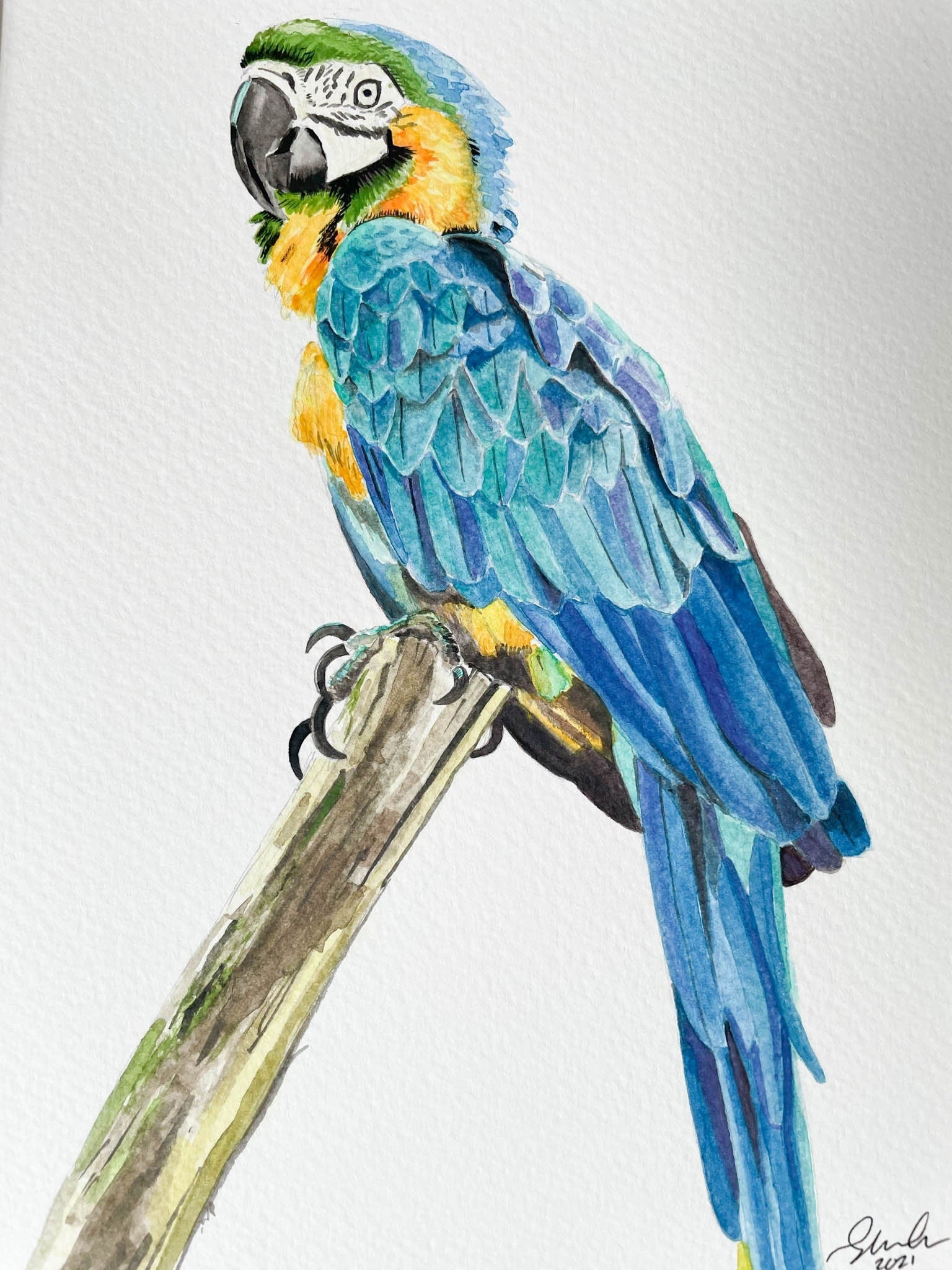 Hyacinth Macaw – ” The Blue Parrot ” Prints - SUE PARRY ARTWORKS